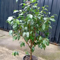 گل های زینتی و آپارتمانی|گل و گیاه طبیعی|رشت, حمیدیان|دیوار