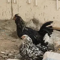 مرغ خروس گلین ریشو|حیوانات مزرعه|تهران, مشیریه|دیوار