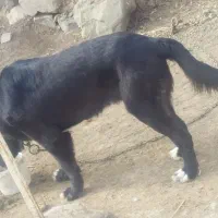 سگ سرابی سه ساله