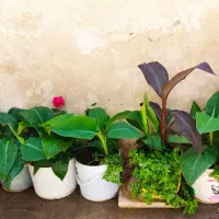 گل اختر،گل ناز،گل محمدی
