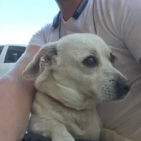 فروش سگ نژادبولداگ قیمت ۷ ملیون|سگ|محمدشهر, شهرک پیام (مهرالبرز)|دیوار