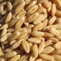 گندم بذر