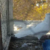 کبوتر پرشی|پرنده|گلپایگان, |دیوار