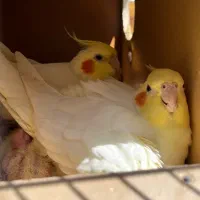 عروس هلندی مولد دستی