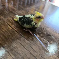 جوجه سرلاکی عروس هلندی|پرنده|ساری, |دیوار