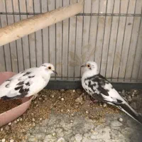 جفت ابلغ تک خال با یه جفت ناماکوا