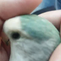 کوتوله برزیلی بالغ ماده نیمه دستی اماده جفت صحبتی