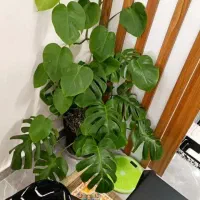 گل آپارتمانی با زیرگلدانی