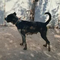 سگ نگهبان|سگ|احمدآبادمستوفی, |دیوار