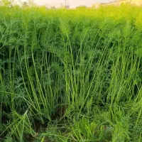 پخش عمده سبزی  کیلویی۱۸۰۰۰