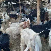 چپش و بیگ (بزغاله)|حیوانات مزرعه|اندیمشک, |دیوار