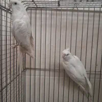 جفت عروس هلندی البینو