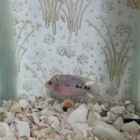 ماهی فلاور|ماهی|سراب, |دیوار