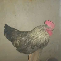پرنده