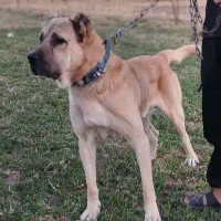 سگ سرابی|سگ|بیرانوند, |دیوار