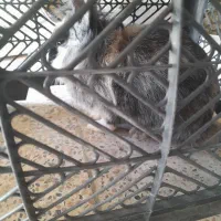 خرگوش|موش و خرگوش|بیله سوار, |دیوار