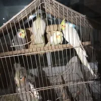 مولد و سالم