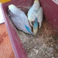 جفت مرغ عشق با جوجه|پرنده|قوچان, |دیوار