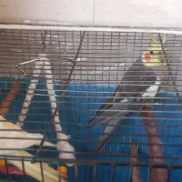 1جفت عروس هلندی نر و ماده
