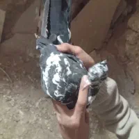 کفتر رنگه پرشی