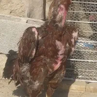 فروش خروس لاری درج یک