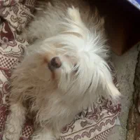 مورد ی سگ خانگی بسیار باوفا و تمیز