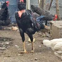 فروش دو عدد جوجه خروس لاری و دورگ لاری گردن لخت