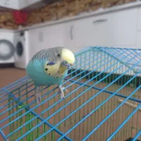 فروش مرغ عشق و طوطی برزیلی|پرنده|اهرم, |دیوار