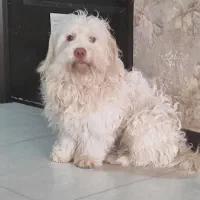 توله سگ خانگی