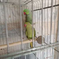 طوطی جفت ملنگو