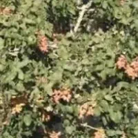 پیوند زن پسته و ترکه پیوند