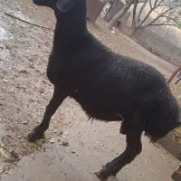 بره قوچ قره قزل|حیوانات مزرعه|قیدار, |دیوار