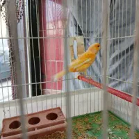 قناری و مرغ عشق|پرنده|اردبیل, |دیوار