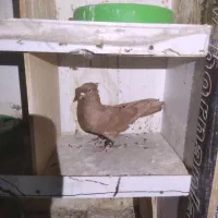 کبوتر
