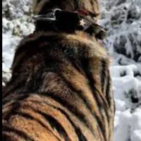 سگ پیت بول پلنگی|سگ|رشت, چله خانه|دیوار