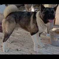 واگذاری آکیتا اصیل