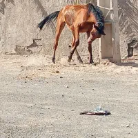 اسب|اسب و تجهیزات اسب‌سواری|کرمان, |دیوار