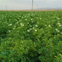 600کیلو سیب زمینی کارلیا بذری402