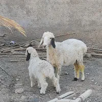 میش دورگ سیستانی با بره|حیوانات مزرعه|زابل, |دیوار