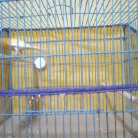 قناری زعفرونی|پرنده|بندرعباس, |دیوار