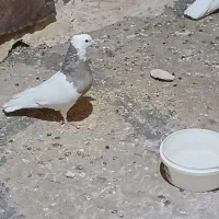 طوقی ماده‌ونر|پرنده|شباب, |دیوار