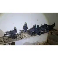 قره فیلی ۱۰عدد