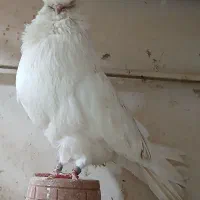 کبوتر نوک قنار اصل|پرنده|تهران, توحید|دیوار