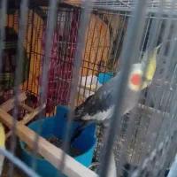 عروس هلندی|پرنده|قم, شهرک امام حسین|دیوار