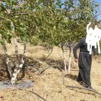 باغ در مسیر سورین