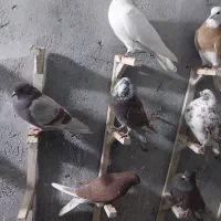 کفتر پرشی ساعتی اصل جنس