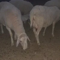 فروش دام