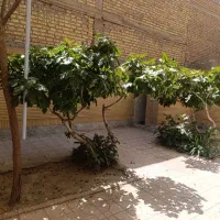 اجاره آپارتمان همکف|اجارهٔ آپارتمان|اصفهان, امیرعرب|دیوار