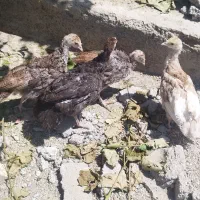 بوقلمون ۷۰روزه