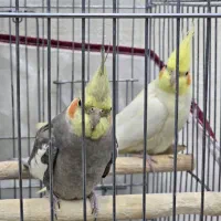 دو عدد عروس هلندی (نر)(ماده) به همراه قفس ۱۰۳۲|پرنده|شهریار, شهریار|دیوار